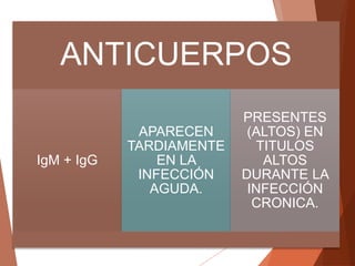ANTICUERPOS
IgM + IgG
APARECEN
TARDIAMENTE
EN LA
INFECCIÓN
AGUDA.
PRESENTES
(ALTOS) EN
TITULOS
ALTOS
DURANTE LA
INFECCIÓN
CRONICA.
 