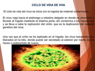 CICLO DE VIDA DE VHA
El ciclo de vida del virus se inicia con la ingesta de material contaminado.
El virus viaja hacia el estómago e intestino delgado en donde es absorbido y
llevado al hígado mediante el sistema porta, ahí contamina a los hepatocitos
y se lleva a cabo la replicación del virión, que es la duplicación del material
genético del virus.
Una vez que el virión se ha replicado en el hígado, los virus resultantes son
liberados en la bilis, donde puede ser secretado al exterior por medio de las
heces o reabsorbido de nuevo.
 