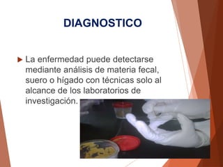 DIAGNOSTICO
 La enfermedad puede detectarse
mediante análisis de materia fecal,
suero o hígado con técnicas solo al
alcance de los laboratorios de
investigación.
 