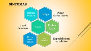 SÍNTOMAS
Fatiga
Duran
varios meses
Oriana
oscura
Picazón
2 A 6
Semanas
Fiebre
baja
Piel
amarilla
Especialmente
en adultos
Heces
color
arcilla
 