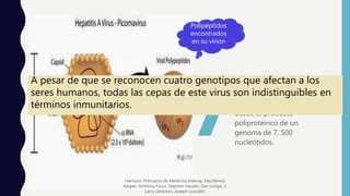 Estos se generan por
escisión postraduccional
desde el producto
poliproteinco de un
genoma de 7, 500
nucleótidos.
Polipéptidos
encontrados
en su virion
A pesar de que se reconocen cuatro genotipos que afectan a los
seres humanos, todas las cepas de este virus son indistinguibles en
términos inmunitarios.
Harrison. Principios de Medicina Interna, 19e,Dennis
Kasper, Anthony Fauci, Stephen Hauser, Dan Longo, J.
Larry Jameson, Joseph Loscalzo
 