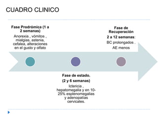 Fase Prodrómica (1 a
2 semanas)
Anorexia , vómitos ,
mialgias, astenia,
cefalea, alteraciones
en el gusto y olfato
Fase de estado.
(2 y 6 semanas)
Ictericia ,
hepatomegalia y en 10-
25% esplenomegalias
y adenopatías
cervicales.
Fase de
Recuperación
2 a 12 semanas:
BC prolongados .
AE menos
CUADRO CLINICO
 