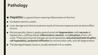 Pathology
■ Hepatitis is a general term meaning inflammation of the liver.
■ Incubation period 4 weeks
■ Liver damage and clinical syndrome result of immune response and not direct effect
of virus
■ Microscopically, there is spotty parenchymal cell degeneration, with necrosis of
hepatocytes, a diffuse lobular inflammatory reaction, and disruption of liver cell
cords.These parenchymal changes are accompanied by reticuloendothelial (Kupffer)
cell hyperplasia, periportal infiltration by mononuclear cells, and cell degeneration.
■ The damaged hepatic tissue is usually restored in 8–12 weeks.
 