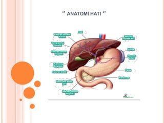 ‘’ ANATOMI HATI ‘’
 