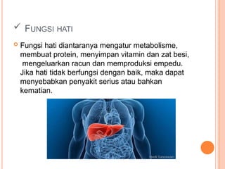  FUNGSI HATI
 Fungsi hati diantaranya mengatur metabolisme,
membuat protein, menyimpan vitamin dan zat besi,
mengeluarkan racun dan memproduksi empedu.
Jika hati tidak berfungsi dengan baik, maka dapat
menyebabkan penyakit serius atau bahkan
kematian.
 