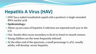Hepatitis A Virus (HAV)
 HAV has a naked icosahedral capsid with a positive(+) single-stranded
RNA nucleic acid.
 Epidemiology:
 About 25,000 cases of hepatitis A infection are reported each year in the
U.S.
 Out- breaks often occur secondary to fecal-to-hand-to-mouth contact.
 Young children are the most frequently infected.
 At the other end of the spectrum, a small percentage (1-4%), usually
adults, will develop severe hepatitis.
 