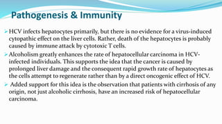 Pathogenesis & Immunity
HCV infects hepatocytes primarily, but there is no evidence for a virus-induced
cytopathic effect on the liver cells. Rather, death of the hepatocytes is probably
caused by immune attack by cytotoxic T cells.
Alcoholism greatly enhances the rate of hepatocellular carcinoma in HCV-
infected individuals. This supports the idea that the cancer is caused by
prolonged liver damage and the consequent rapid growth rate of hepatocytes as
the cells attempt to regenerate rather than by a direct oncogenic effect of HCV.
 Added support for this idea is the observation that patients with cirrhosis of any
origin, not just alcoholic cirrhosis, have an increased risk of hepatocellular
carcinoma.
 