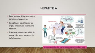 HEPATITIS A
• Es un virus de RNA, picornavirus
del género hepatovirus.
• Se replica en las células de las
criptas intestinales, parenquima
hepático.
• El virus se presenta en la bilis, la
sangre y las heces aun antes del
daño hepático.
verano y otoño. La transmisión parenteral es rara.
 