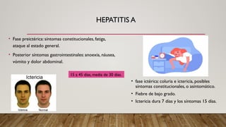 HEPATITIS A
• Fase preictérica: síntomas constitucionales, fatiga,
ataque al estado general.
• Posterior síntomas gastrointestinales: anoexia, náusea,
vómito y dolor abdominal.
15 a 45 días, media de 30 días.
• fase ictérica: coluria e ictericia, posibles
síntomas constitucionales, o asintomático.
• Fiebre de bajo grado.
• Ictericia dura 7 días y los síntomas 15 días.
 