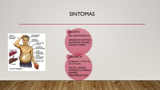 SINTOMAS
AGUDO
90% ASINTOMATICO
GENERALES:ASTENIA,
ANOREXIA, NAUSEA,
CEFALEA, FIEBRE
CRONICA
progresan a cirrosis en
20 a 30 años.
ASCITIS, EDEMA,
ASTERIXIS, ICTERICIA,
ARAÑAS
PERIUMBILIACALES
 