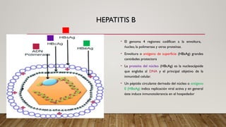 HEPATITIS B
• El genoma 4 regiones: codifican a la envoltura,
ńucleo, la polimerasa y otras proteínas.
• Envoltura o antígeno de superficie (HBsAg) grandes
cantidades protectora
• La proteína del núcleo (HBcAg) es la nucleocápside
que engloba al DNA y el principal objetivo de la
inmunidad celular.
• Un péptido circulante derivado del núcleo o antígeno
E (HBeAg) indica replicación viral activa y en general
éste induce inmunotolerancia en el hospedador
 