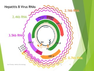 A
A
A
A
A
A
A
A
A
A
A
A
2.1kb RNA
2.4kb RNA
3.5kb RNA
0.7kb RNA
Pre-S1 Pre-S2
ORF-S
ORF-P
ORF-X
ORF-C DR1
5’
5’
+strand
-strand
Pre-C
DR2
Hepatitis B Virus RNAs
6/29/201
4
Sunil Pandey- Medical Microbiology 10
 