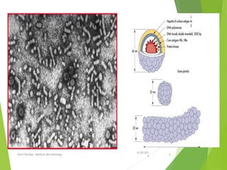 6/29/201
4
Sunil Pandey- Medical Microbiology 8
 