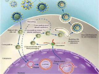 6/29/201
4
Sunil Pandey- Medical Microbiology 9
 