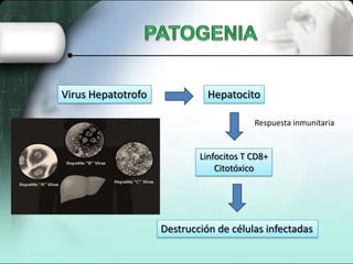 Virus Hepatotrofo             Hepatocito

                                         Respuesta inmunitaria


                            Linfocitos T CD8+
                                Citotóxico




                    Destrucción de células infectadas
 