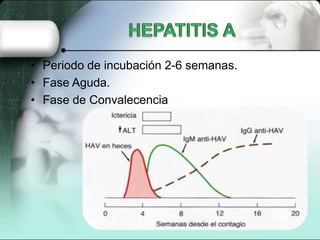 • Periodo de incubación 2-6 semanas.
• Fase Aguda.
• Fase de Convalecencia
 