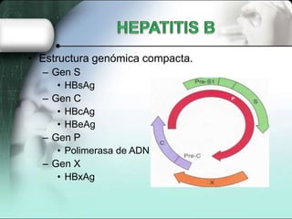 • Estructura genómica compacta.
  – Gen S
     • HBsAg
  – Gen C
     • HBcAg
     • HBeAg
  – Gen P
     • Polimerasa de ADN
  – Gen X
     • HBxAg
 