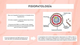 FISIOPATOLOGÍA
Virus de la hepatitis B pertenece a la familia de los
hepadnavirus
El virión completo o partícula danesa tiene 42 nm
de diámetro.
El genoma del VHB es un ADN circular relajado,
parcialmente bicatenario de aproximadamente 3200
pares de bases de longitud
el ciclo de replicación del VHB comienza con la
unión del virión a la membrana de hepatocitos
La patogénesis de la enfermedad hepática relacionada con el VHB se debe en
gran medida a mecanismos mediados por el sistema inmunitario. En algunas
circunstancias, el VHB también puede causar lesión hepática citotóxica directa.
 