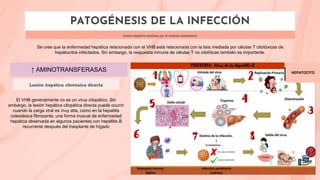 PATOGÉNESIS DE LA INFECCIÓN
Lesión hepática mediada por el sistema inmunitario
Se cree que la enfermedad hepática relacionada con el VHB está relacionada con la lisis mediada por células T citotóxicas de
hepatocitos infectados. Sin embargo, la respuesta inmune de células T no citolíticas también es importante.
↑ AMINOTRANSFERASAS
Lesión hepática citotóxica directa
El VHB generalmente no es un virus citopático. Sin
embargo, la lesión hepática citopática directa puede ocurrir
cuando la carga viral es muy alta, como en la hepatitis
colestásica fibrosante, una forma inusual de enfermedad
hepática observada en algunos pacientes con hepatitis B
recurrente después del trasplante de hígado
HEPATOCITO
 