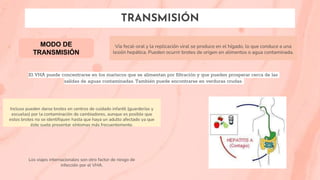 TRANSMISIÓN
El VHA puede concentrarse en los mariscos que se alimentan por filtración y que pueden prosperar cerca de las
salidas de aguas contaminadas. También puede encontrarse en verduras crudas.
MODO DE
TRANSMISIÓN
Vía fecal-oral y la replicación viral se produce en el hígado, lo que conduce a una
lesión hepática. Pueden ocurrir brotes de origen en alimentos o agua contaminada.
Incluso pueden darse brotes en centros de cuidado infantil (guarderías y
escuelas) por la contaminación de cambiadores, aunque es posible que
estos brotes no se identifiquen hasta que haya un adulto afectado ya que
éste suele presentar síntomas más frecuentemente.
Los viajes internacionales son otro factor de riesgo de
infección por el VHA.
 
