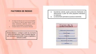 FACTORES DE RIESGO
● El riesgo de infección por el virus de la hepatitis
A se asocia a la falta de agua salubre y a las
malas condiciones higiénicas (como manos
sucias y contaminadas) y de saneamiento.
● Contacto directo con una persona infectada
● Guarderías (donde puede producirse fácilmente la
diseminación a partir de niños pequeños infectados
no ictéricos).
● La transmisión perinatal se produce raramente.
Brotes debidos a contagio a partir de una fuente
común por alimentos y agua, incluidos algunos
por mariscos contaminados, bayas congeladas y
verduras crudas;
 