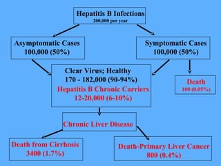Hepatitis B Infections
200,000 per year
Asymptomatic Cases
100,000 (50%)
Symptomatic Cases
100,000 (50%)
Death
100 (0.05%)
Chronic Liver Disease
Death from Cirrhosis
3400 (1.7%)
Death-Primary Liver Cancer
800 (0.4%)
Hepatitis B Chronic Carriers
12-20,000 (6-10%)
Clear Virus; Healthy
170 - 182,000 (90-94%)
 