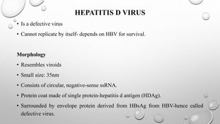 HEPATITIS D VIRUS
• Is a defective virus
• Cannot replicate by itself- depends on HBV for survival.
Morphology
• Resembles viroids
• Small size: 35nm
• Consists of circular, negative-sense ssRNA.
• Protein coat made of single protein-hepatitis d antigen (HDAg).
• Surrounded by envelope protein derived from HBsAg from HBV-hence called
defective virus.
 