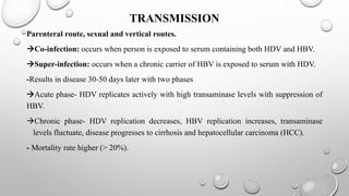 TRANSMISSION
Parenteral route, sexual and vertical routes.
Co-infection: occurs when person is exposed to serum containing both HDV and HBV.
Super-infection: occurs when a chronic carrier of HBV is exposed to serum with HDV.
-Results in disease 30-50 days later with two phases
Acute phase- HDV replicates actively with high transaminase levels with suppression of
HBV.
Chronic phase- HDV replication decreases, HBV replication increases, transaminase
levels fluctuate, disease progresses to cirrhosis and hepatocellular carcinoma (HCC).
- Mortality rate higher (> 20%).
 