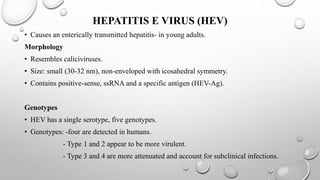 HEPATITIS E VIRUS (HEV)
• Causes an enterically transmitted hepatitis- in young adults.
Morphology
• Resembles caliciviruses.
• Size: small (30-32 nm), non-enveloped with icosahedral symmetry.
• Contains positive-sense, ssRNA and a specific antigen (HEV-Ag).
Genotypes
• HEV has a single serotype, five genotypes.
• Genotypes: -four are detected in humans.
- Type 1 and 2 appear to be more virulent.
- Type 3 and 4 are more attenuated and account for subclinical infections.
 