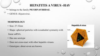 HEPATITIS A VIRUS -HAV
• belongs to the family PICORNAVIRIDAE.
• GENUS: Hepatovirus.
MORPHOLOGY
• Size: 27-32nm
• Shape: spherical particles with icosahedral symmetry-with
linear ssRNA.
• Has one serotype
• Does not cross-react with other hepatitis viruses.
• Genotypes: about seven are known.
 