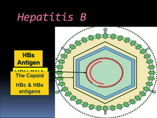 Hepatitis B
HBV DNA
5
The Capsid
HBc & HBe
antigens
HBs
Antigen
 
