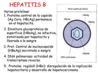 HEPATITIS B 
Varias proteínas: 
1. Proteína central de la capside 
(Ag Core, HBcAg) permanece 
en el hepatocito. 
2. Envoltura glucoproteica de 
superficie (HBsAg), no infectiva, 
sintetizada por hepatocito y 
liberada a la sangre 
3. Prot. Central de nucleocapside 
(HBeAg) secretado a sangre 
4. DNA polimerasa: actividad de 
transcriptasa reversa. 
5. Proteina regiónX (HBx): disregulación de la replicación 
hepatocitaria y desarrollo de hepatocarcinoma 
 