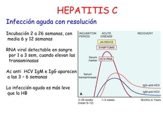 HEPATITIS C 
Infección aguda con resolución 
Incubación 2 a 26 semanas, con 
media 6 y 12 semanas 
RNA viral detectable en...
