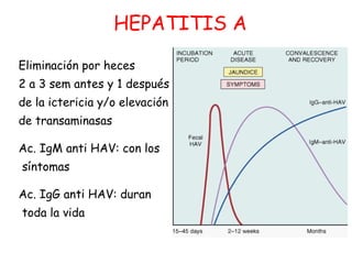 HEPATITIS A 
Eliminación por heces 
2 a 3 sem antes y 1 después 
de la ictericia y/o elevación 
de transaminasas 
Ac. IgM ...