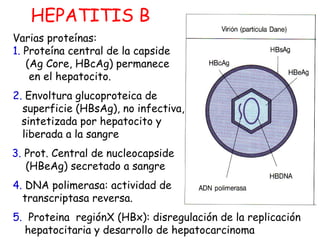 HEPATITIS B 
Varias proteínas: 
1. Proteína central de la capside 
(Ag Core, HBcAg) permanece 
en el hepatocito. 
2. Envol...