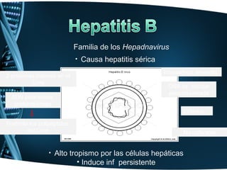 Familia de los Hepadnavirus
                             • Causa hepatitis sérica

                                                        Icosaedrico, envuelto
2 proteínas internas en el
          Core
                                                         DNA ds circular
                                                         pero no cerrada
  ADN polimerasa,
   proteinquinasa
                                                               Esférico

Fosforila los polipéptidos
         del Core                                              No cultivable


                 • Alto tropismo por las células hepáticas
                             • Induce inf persistente
 