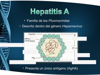 • Familia de los Picornaviridae
               • Descrito dentro del género Heparnavirus



                           (+)                         Vp1, 2,3,4

No ECP en cultivos

                     Vp1, 2,3,4
                                                         Esférico

       Icosaedrico , desnudo                            Difícil de cultivar

                     • Presenta un único antígeno (AgHA)
 