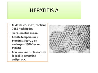 HEPATITIS A 
• Mide de 27-32 nm, contiene 
7480 nucleotidos 
• Tiene simetria cubica 
• Resiste temperaturas 
menores a 60ºC y se 
destruye a 100ºC en un 
minuto. 
• Contiene una nucleocapside 
la cual se denomina 
antigeno A. 
 