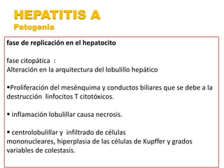 HEPATITIS A 
Patogenia 
fase de replicación en el hepatocito 
fase citopática : 
Alteración en la arquitectura del lobulillo hepático 
Proliferación del mesénquima y conductos biliares que se debe a la 
destrucción linfocitos T citotóxicos. 
 inflamación lobulillar causa necrosis. 
 centrolobulillar y infiltrado de células 
mononucleares, hiperplasia de las células de Kupffer y grados 
variables de colestasis. 
 