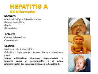 HEPATITIS A 
DX Diferencial 
NEONATO 
Ictericia fisiológica del recién nacido, 
Anemia hemolítica, 
Sepsis 
Atresia biliar . 
LACTANTE 
Quistes del colédoco 
Carotenemia. 
INFANCIA 
síndrome urémico hemolítico 
Paludismo, Leptospirosis, cálculos biliares e infecciones 
graves. 
Lupus eritematoso sistémico, hepatotoxinas y 
fármacos como el acetaminofén y el ácido 
valproico suelen dar síntomas similares a la hepatitis A. 
 