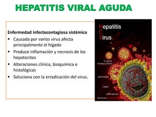 HEPATITIS VIRAL AGUDA 
Enfermedad infectocontagiosa sistémica 
 Causada por varios virus afecta 
principalmente el hígado 
 Produce inflamación y necrosis de los 
hepatocitos 
 Alteraciones clínica, bioquímica e 
histológicas 
 Soluciona con la erradicación del virus. 
 