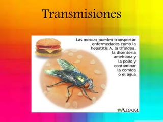 Transmisiones 
 