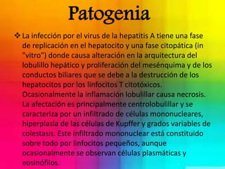 Patogenia 
 La infección por el virus de la hepatitis A tiene una fase 
de replicación en el hepatocito y una fase citopática (in 
"vitro") donde causa alteración en la arquitectura del 
lobulillo hepático y proliferación del mesénquima y de los 
conductos biliares que se debe a la destrucción de los 
hepatocitos por los linfocitos T citotóxicos. 
Ocasionalmente la inflamación lobulillar causa necrosis. 
La afectación es principalmente centrolobulillar y se 
caracteriza por un infiltrado de células mononucleares, 
hiperplasia de las células de Kupffer y grados variables de 
colestasis. Este infiltrado mononuclear está constituido 
sobre todo por linfocitos pequeños, aunque 
ocasionalmente se observan células plasmáticas y 
eosinófilos. 
 