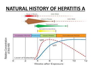 NATURAL HISTORY OF HEPATITIS A
 