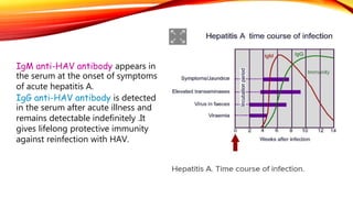 IgM anti-HAV antibody appears in
the serum at the onset of symptoms
of acute hepatitis A.
IgG anti-HAV antibody is detected
in the serum after acute illness and
remains detectable indefinitely .It
gives lifelong protective immunity
against reinfection with HAV.
 