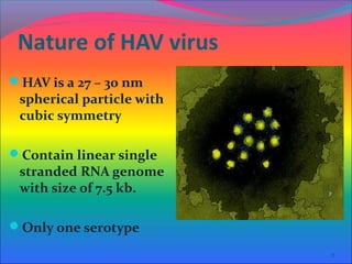 Nature of HAV virus
HAV is a 27 – 30 nm

spherical particle with
cubic symmetry

Contain linear single

stranded RNA genome
with size of 7.5 kb.

Only one serotype
3

 
