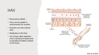 HAV
• Picornavirus (RNA)
• Virus can be stable in
environment for months
• Humans are only natural
host
• Replicates in the liver
• 10-12 days after infection,
virus is present in blood and
is excreted via biliary system
to the feces
Shin et al 2018
 