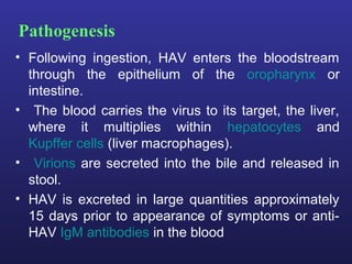 Pathogenesis
• Following ingestion, HAV enters the bloodstream
  through the epithelium of the oropharynx or
  intestine.
• The blood carries the virus to its target, the liver,
  where it multiplies within hepatocytes and
  Kupffer cells (liver macrophages).
• Virions are secreted into the bile and released in
  stool.
• HAV is excreted in large quantities approximately
  15 days prior to appearance of symptoms or anti-
  HAV IgM antibodies in the blood
 