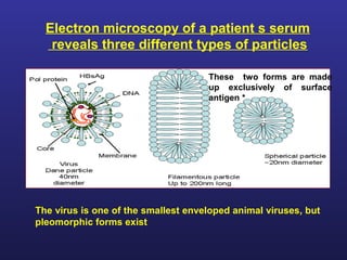 Electron microscopy of a patient s serum
   reveals three different types of particles

                                     These two forms are made
                                     up exclusively of surface
                                     antigen *




The virus is one of the smallest enveloped animal viruses, but
pleomorphic forms exist
 