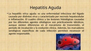 Hepatitis Aguda
• La hepatitis vírica aguda: es una enfermedad infecciosa del hígado
causada por distintos virus y caracterizada por necrosis hepatocelular
e inflamación. El cuadro clínico y las lesiones histológicas causadas
por los diferentes agentes etiológicos son prácticamente idénticos,
aunque existen diferencias en el mecanismo de transmisión, el
período de incubación y la evolución clínica. Además, los marcadores
serológicos específicos de cada infección permiten reconocer el
agente responsable.
 